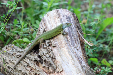 Reptile shot close-up. Green lizard, basking on tree under the sun. Male lizard in mating season on a tree,covered with moss and lichen.The sand lizardの写真素材