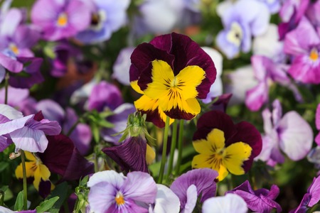 mixed pansies in garden