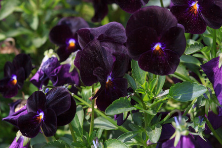 mixed pansies in gardenの写真素材