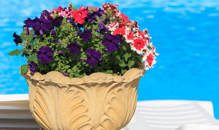 Colorful petunia flowersの写真素材