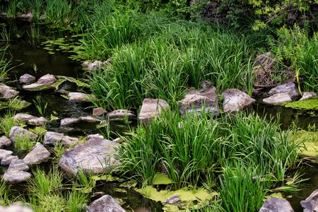 Rock in the waterの写真素材