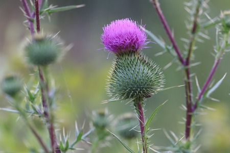 Thistle buds and flowers on a summer field. Thistle flowers is the symbol of Scotland.の写真素材