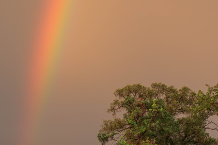 rainbow over treeの写真素材