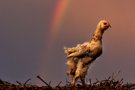 Cute chicken on blur background with rainbowの写真素材