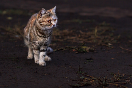 gorgeous orange striped toyger kittenの写真素材