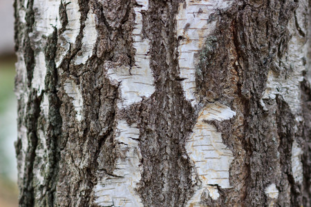 birch bark texture natural background paper close-up