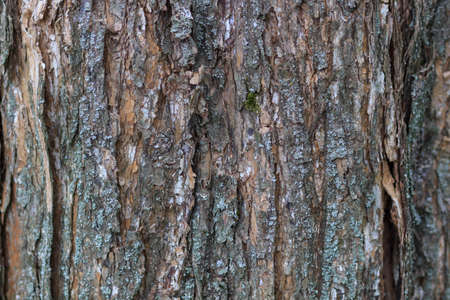 Wood background or texture.