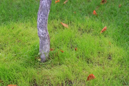 Lawn in a botanical garden in Moscow with an old tree,の写真素材