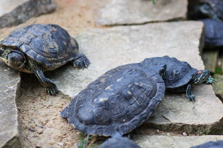 group turtles in the sun on pondの写真素材