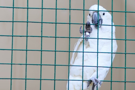 White parrot in cageの写真素材