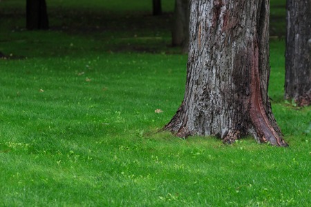 Summer forest with green grass and treesの写真素材