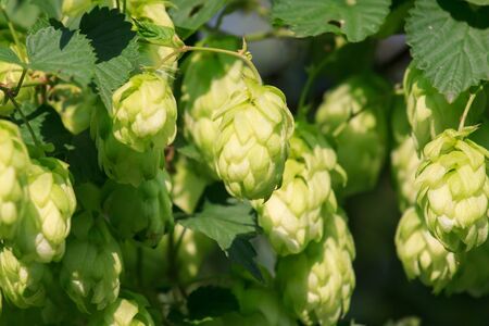 green hop branchesの写真素材
