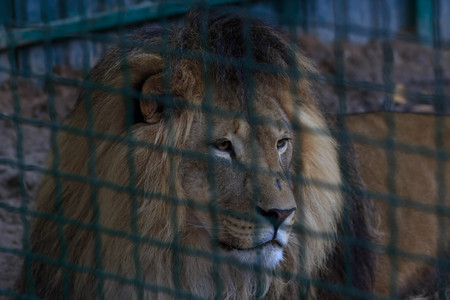 Portrait of sad lion in the cageの写真素材