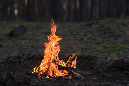 Bonfire in the forest