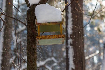 Titmouse near the feeder in a winter parkの写真素材