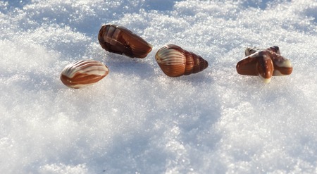 Chocolate candies on sea shell