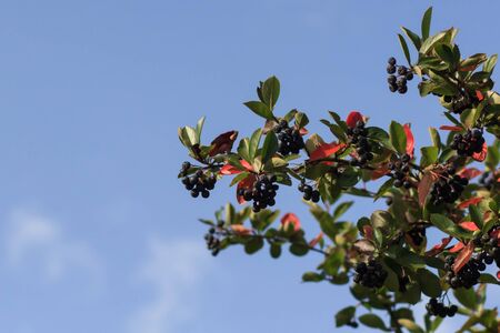 black Rowan on blue sky