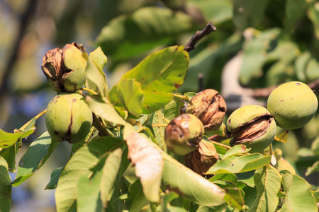 Ripe nuts of a Walnut treeの写真素材
