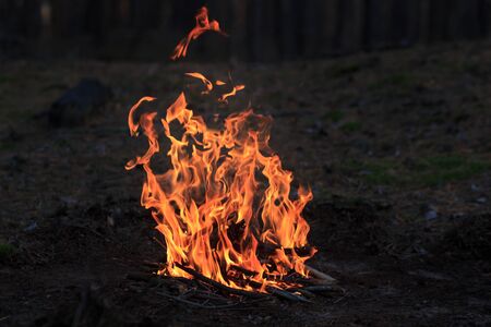Bonfire in the forest
