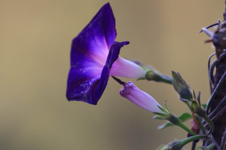 blue bell flower garden summer