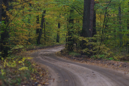 Road in the autumn forestの写真素材