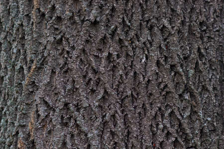 Tree bark textureの写真素材