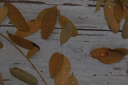 The Autumn background with leaves and rain water drops