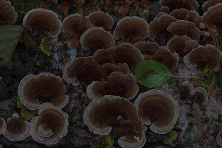 Ash mashroom on a tree