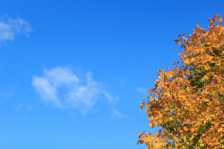 Colorful foliage in the autumn park/ Autumn leaves sky background/ Autumn Trees Leaves in vintage colorの写真素材