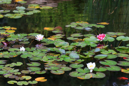 White and Pink Water Lily on a Pondの写真素材
