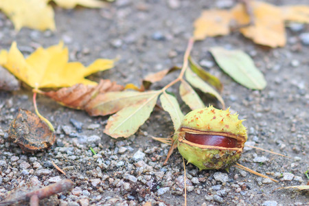 Fresh chestnuts on background autumn leavesの写真素材