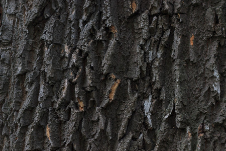 Tree bark textureの写真素材