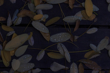 The Autumn background with leaves and rain water drops