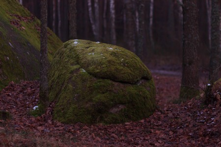 Huge stones with moss lieng against dense woodの写真素材