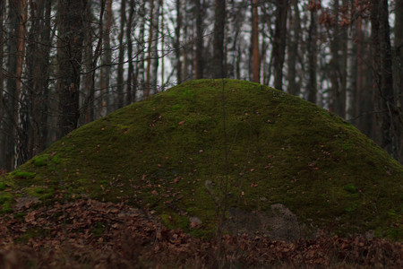 Huge stones with moss lieng against dense woodの写真素材