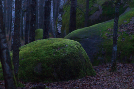 Huge stones with moss lieng against dense woodの写真素材