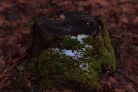 Huge stones with moss lieng against dense woodの写真素材