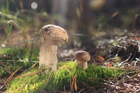 mashroom in forestの写真素材