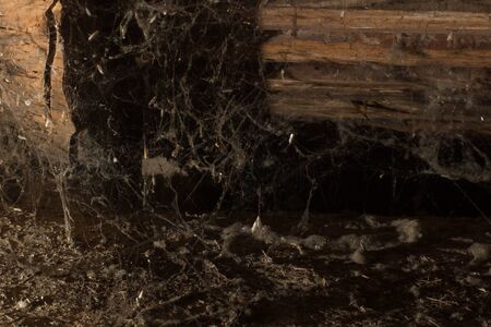 Web in the attic of the house, a unique moment, a spiderの写真素材