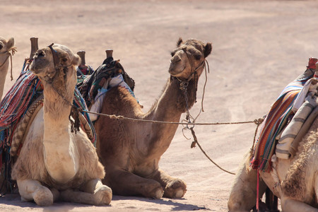 Camels in Arabia, wildlife. Bedouin ride safariの写真素材