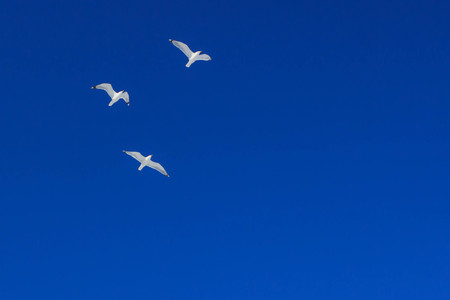 Three seagulls high in the blue sky,の写真素材