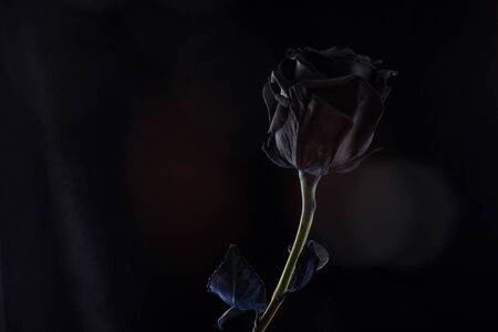 black rose on a black background .の写真素材