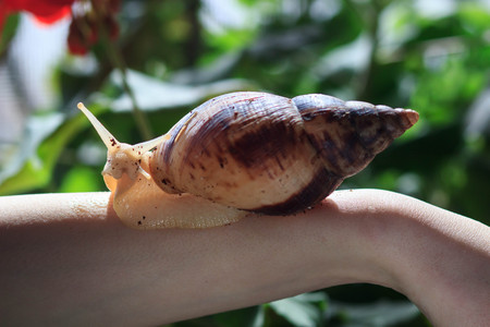 Female hand with giant Achatina snail. Health and skin rejuvenationの写真素材
