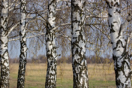 Beautiful landscape with white birches. Birch trees in bright sunshine. Birch grove in autumn. The trunks of birch trees with white bark. Birch trees trunks.の写真素材