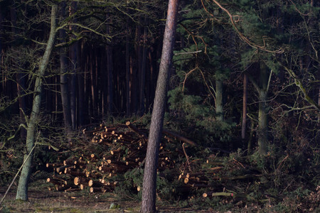 Wooden Logs with Forest on Background / Trunks of trees cut and stacked in the foreground, green...