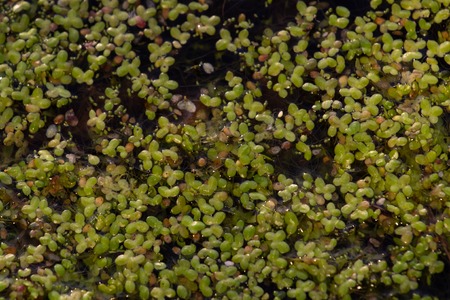 Duckweed or Lemnoideae is floating pond plant. Leaves bacground