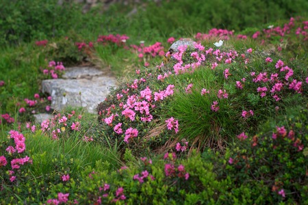 Rhododendron flowers at Chornohora range in Carpathians, Ukraine. Chervona rutaの写真素材