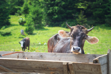 brown cow in front of mountain landscape.の写真素材
