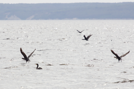 Close-up shot of Great Cormorant, starting from the lake surface surrounded by splashing water droplets in backlight. Phalacrocorax carboの写真素材