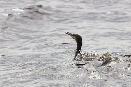 Close-up shot of Great Cormorant, starting from the lake surface surrounded by splashing water droplets in backlight. Phalacrocorax carboの写真素材